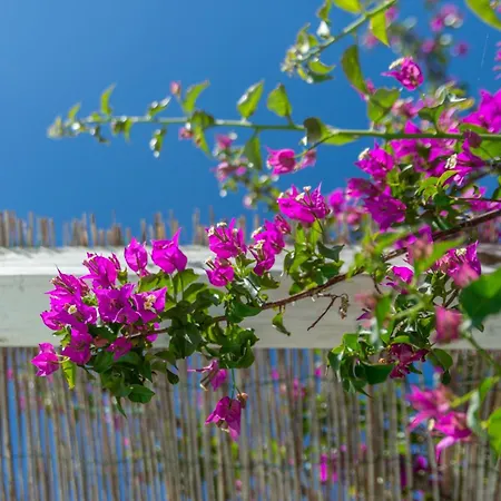 Apartamento Le Solane - Goelba *